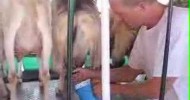 Surfing Goat Dairy: Man milking goats