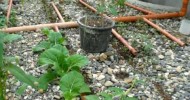 how to construct your own aquaponics in the tropics