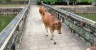 Cows in Vietnam