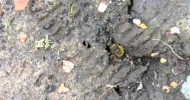 Red Mason bees (Osmia rufa) need mud! movie