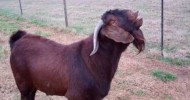 Golden Acres Boer Goats 12-30-2010