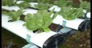 Information on Hydroponic Gardening