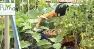 Organic Terrace Garden