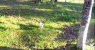 pastured chicken 14 weeks old