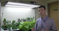 Indoor Gardening with T5 grow lights from Sunblaster