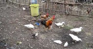 How Chickens Help Goats