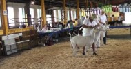 dairy goats(2),молочные козы