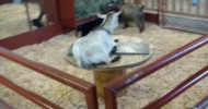 Adorable Pygmy Goats, Dairy Goats, and Alpacas at the fair!