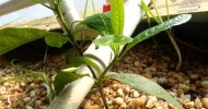 Can Avocados grow in aquaponics or hydroponics flood and drain systems?