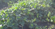 Cantaloupe crop progress Two Happy Children Farm