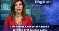 Do It Yourself Raising Angora Goats