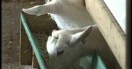 Feeding kids on a Canadian dairy goat farm