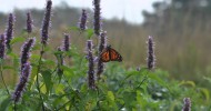 Get Wild, Go Native—Native Gardening