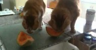 Kitty cantaloupe attack