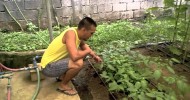 Organic Farming in the Philippines (look, look!)