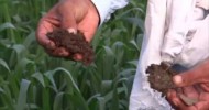 Organic Wheat by Using Bio Gas Plant Organic Fertilizer for growing Crops 17 Feb 2013 Pakistan