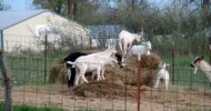 Alpine Dairy Goats playing