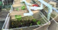 Aquaponics 4 You – Aquaponics 4 You Review