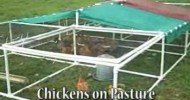 Chickens on Pasture