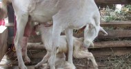 Dairy Goat with Kid in Morogoro Region, Tanzania