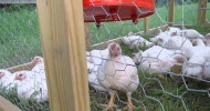 FoodCyclist Farm video update 8 chicken tractors on pasture