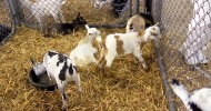 Learning About Goats | Farm Raised With P. Allen Smith