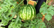 My Container Garden – 5/18/12 – (melons!)