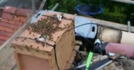 PGH Pest Control, beekeeping  removal Feral Honey Bees without harming them!