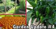 Square foot Garden Update 4 Harvesting tomatoes peppers cucumbers raised bed gardening