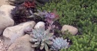 Succulent Landscaping : Gardening Advice