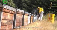 Testimony of a beekeeper