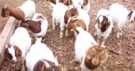 Tips on Raising Boer Goats Book – Guide on Raising Boer Goats Book