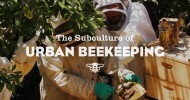 Urban Beekeeping in Los Angeles