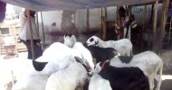 A micro-entrepreneur from Senegal with his goats that he is raising.