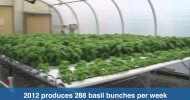 American Hydroponics Greenhouse (2012 NFT system)