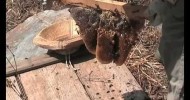 Barefoot Beekeeper Honey Harvest