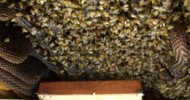 Beekeeping,PART1,Honey Bees Hive building removal.Beekeeper John Pluta saves Bees,Beehive