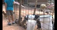 CarolinaConsidered Visits Split Creek Goat Dairy Farm