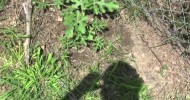 fast watermelon and cantaloupe on the ground and mound.