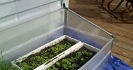 Fava greens and mesclun in a cold frame 4/2/10 in Michigan