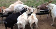 Goats are easy and great for preppers