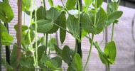 Growing snow peas in containers – the first snow pea of the season