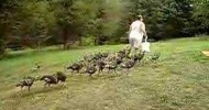 Herding Turkeys