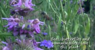 Horsemint Brings Butterflies, Hummingbirds & Bees to Your Garden – Texas Wildlife Diversity Program