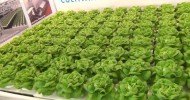 Shallow Water Culture – Hydroponic Lettuce