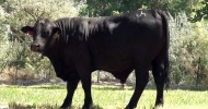 Silver State Beefmaster 2012 Herd Bull Preview