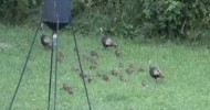 Baby Turkeys