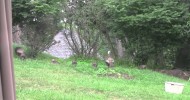 Backyard Turkeys