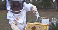 Beekeeping How To Built Up a Weak Bee Hive AmazingHoneybee.com