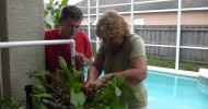 Growing Root Vegetables Hydroponically in the Lettuce Love Hydroponic Garden Root Garden